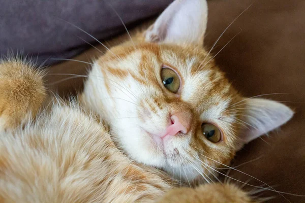 一只躺着的红头发猫的肖像 — 图库照片