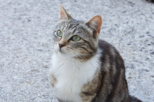 Genç Kedi Bir Şeye Bakıyor — Stok fotoğraf