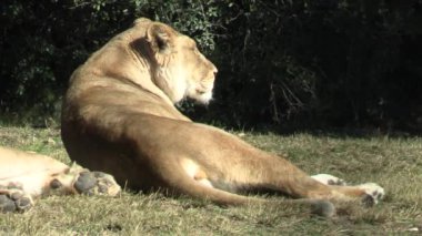 Dişi aslan bir hayvan parkında yatıyor.