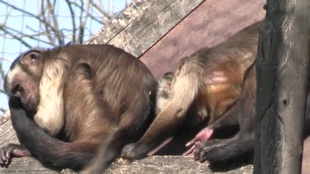 Several Capuchins Close Animal Park — Stock Video