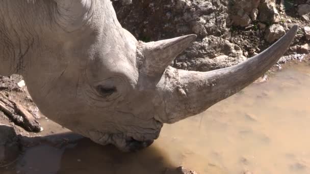 Rinoceronte Primer Plano Beber — Vídeo de stock