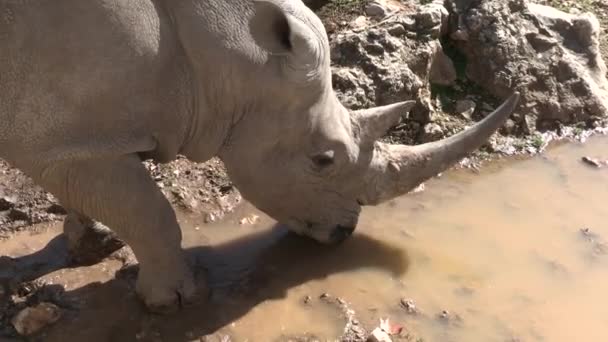 Rinoceronte Imagens Grande Plano Beber — Vídeo de Stock