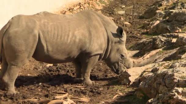 Rhino Gros Plan Dans Parc — Video