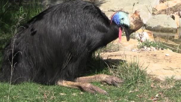 Kaski Cassowary Sitting Zbliżenie — Wideo stockowe