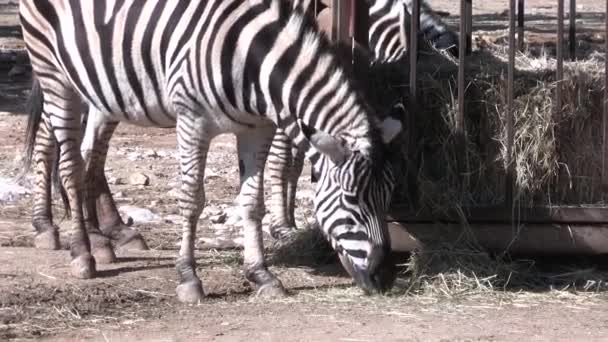 Zebra Aus Nächster Nähe Einem Gehege — Stockvideo
