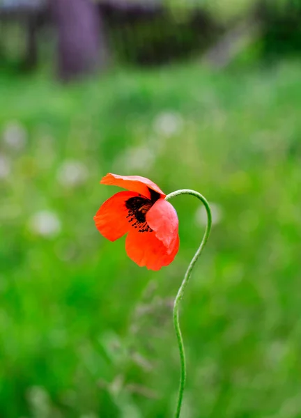Yalnız gelincik yeşil çimlerin üzerinde.