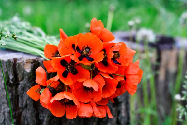 Yalancı kırmızı haşhaş buketi.