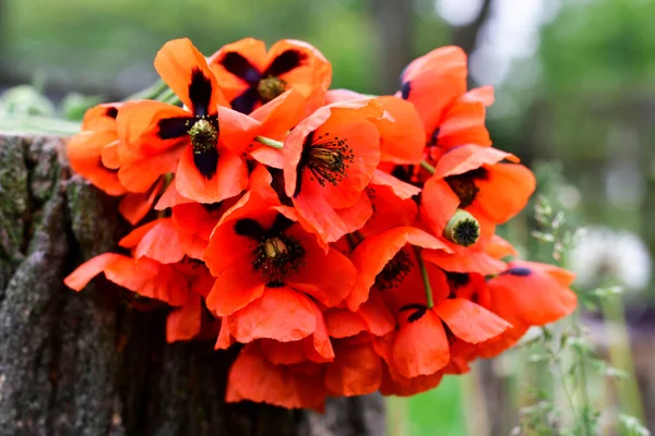 Bir buket kırmızı haşhaş..