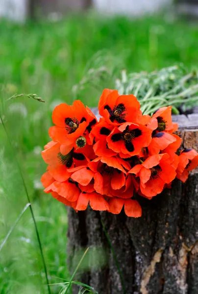 Yalancı kırmızı haşhaş buketi.
