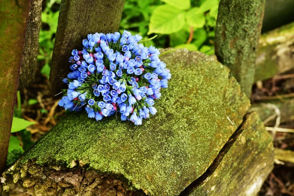 Bir buket mavi çiçek. Mavi çan buketi.