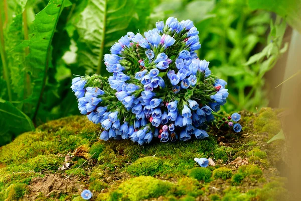 青い花の花束 青い鐘の花束 — ストック写真