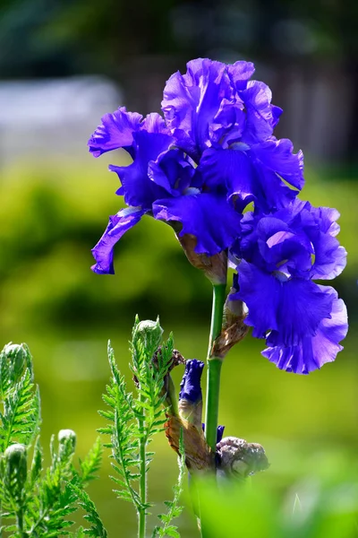 Yeşil arka planda mavi göz.