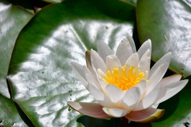 Gölette beyaz su zambağı.