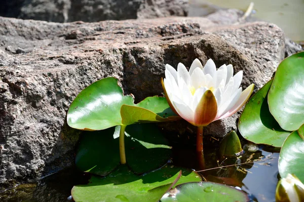 Gölette beyaz su zambağı.
