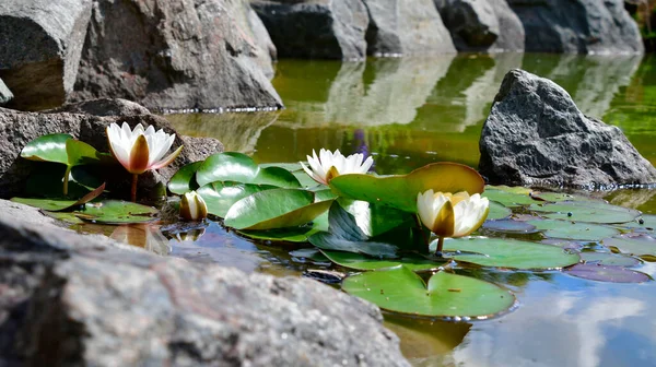Gölette beyaz su zambağı.