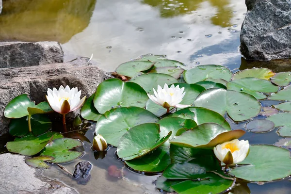 Gölette beyaz su zambağı.