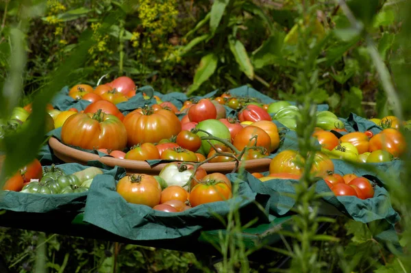 Ποικιλία Από Κίτρινες Πράσινες Πορτοκαλί Και Κόκκινες Ντομάτες Διάφορα Σχήματα — Φωτογραφία Αρχείου