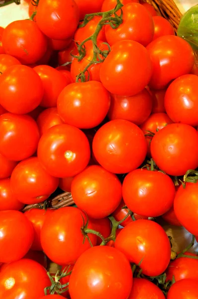 밭에서 토마토 — 스톡 사진