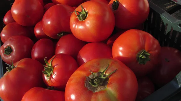밭에서 토마토 — 스톡 사진