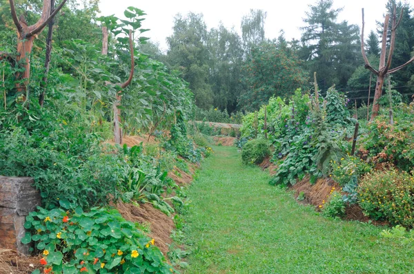 Jardinería Cama Elevada Para Cultivo Hortalizas Gran Jardín Verde —  Fotos de Stock