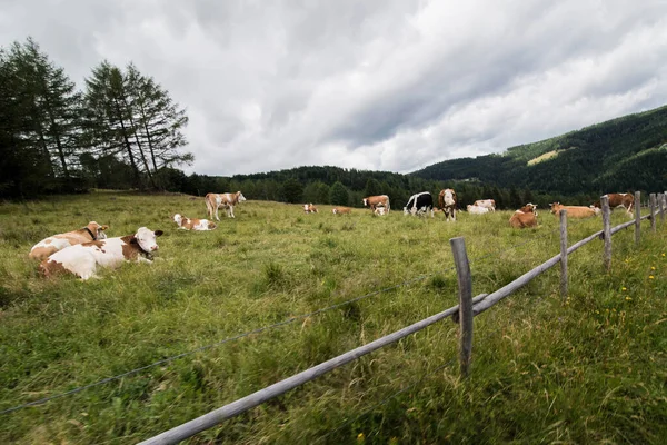 Відстійник Корови Альпійському Лузі Хмарним Небом — стокове фото