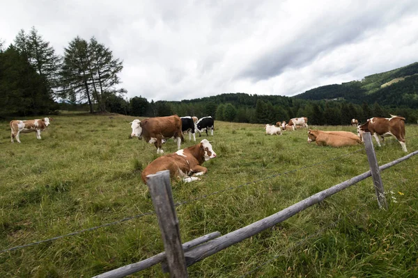 Кормящие Коровы Альпийском Лугу Облачным Небом — стоковое фото