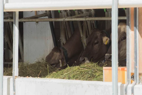 Feeding animals in the cowshed, cows being fed with hay