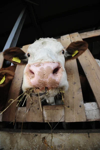 Feeding animals in the cowshed, cows being fed with hay