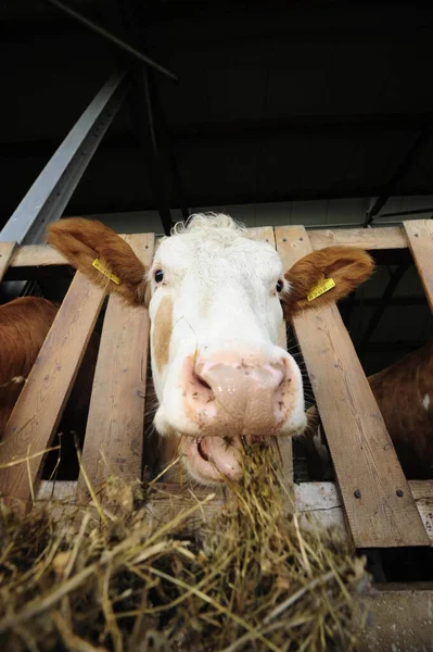 Feeding animals in the cowshed, cows being fed with hay