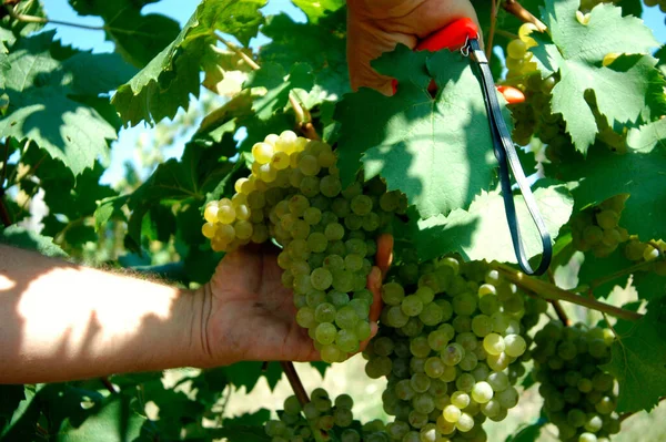 Viticoltore Sta Raccogliendo Manualmente Uva Vino Bianco Con Paio Forbici — Foto Stock