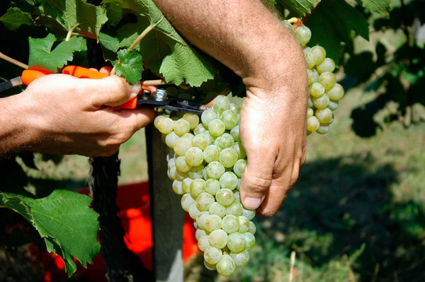 Winzer Erntet Weißweintrauben Hand Mit Der Schere — Stockfoto