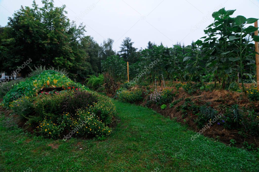 Raised bed gardening for vegetable cultivation in a big green garden