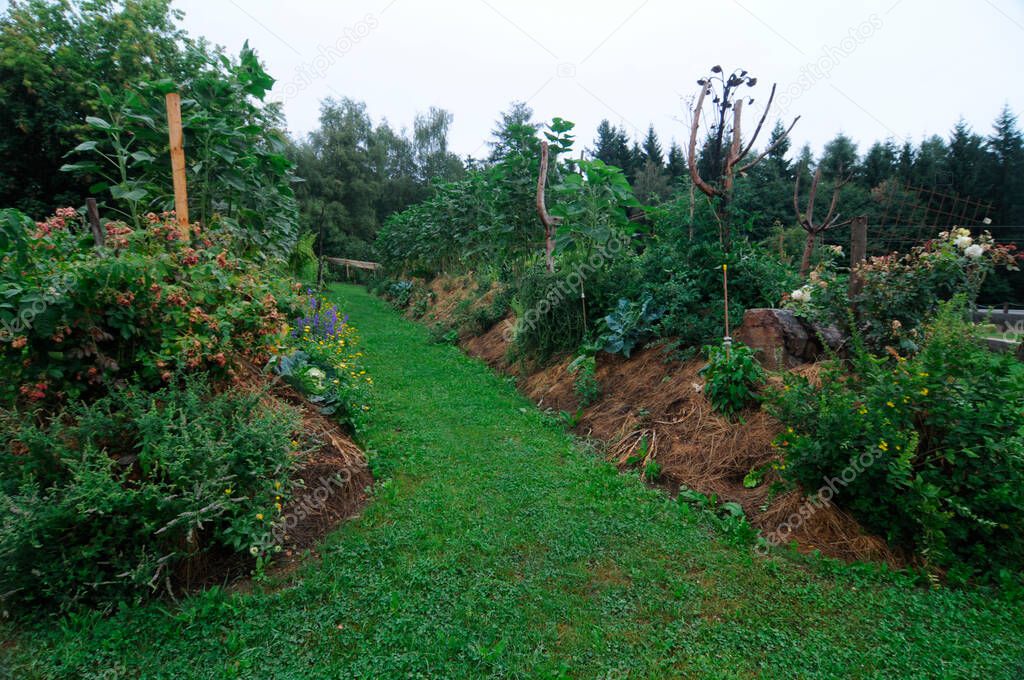 Raised bed gardening for vegetable cultivation in a big green garden