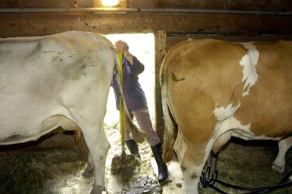 Tehénistálló Tehenekkel Fűvel Hegyi Legelőn — Stock Fotó