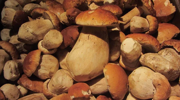 Freshly Picked Raw Stone Mushrooms Forest Autumn — Stock Photo, Image