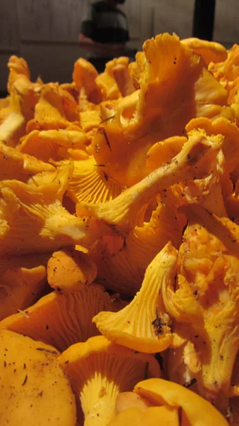 Pile Freshly Picked Unwashed Chanterelles Forest — Stock Photo, Image