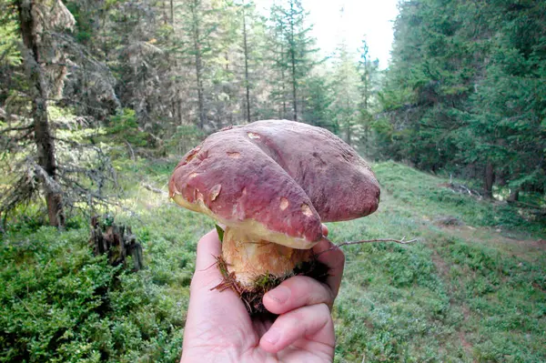 Mit Einem Frisch Gepflückten Steinpilz Der Hand Wald — Stockfoto