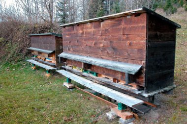 Tahta arı kovanı, arılar uçuşuyor ve girişte sürünüyorlar.