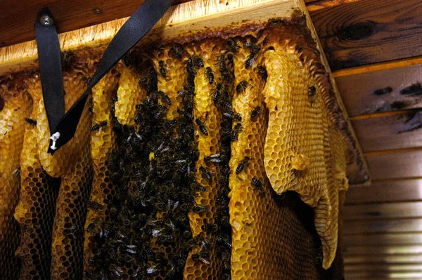 Dzikie Pszczoły Ich Plaster Miodu Poddaszu Budynku — Zdjęcie stockowe