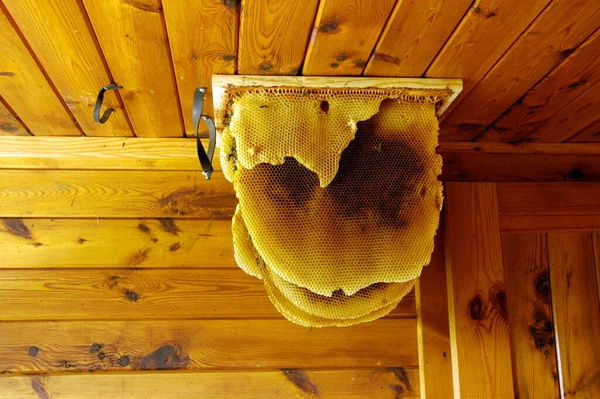 Wild Bees Honeycomb Attic Building — Stock Photo, Image