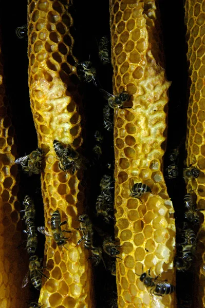 Wild Bees Honeycomb Attic Building — Stock Photo, Image