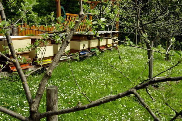 Bienenstock Aus Holz Bienen Fliegen Und Krabbeln Eingang Herum — Stockfoto