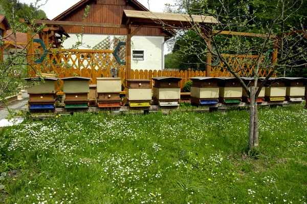 Bienenstock Aus Holz Bienen Fliegen Und Krabbeln Eingang Herum — Stockfoto