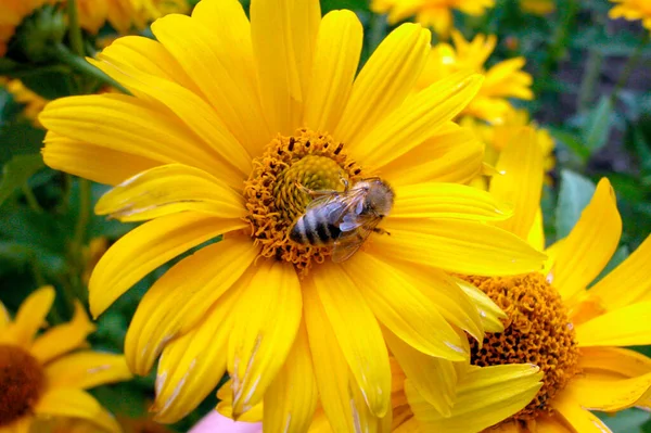 Biene Sitzt Auf Einer Gelben Blume Bestäubung Durch Bienen Nahaufnahme — Stockfoto