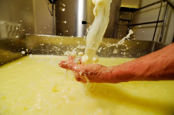 Milk as a base for cheese, food production in dairy industry