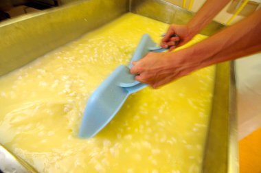 Peynir üreticisi tarafından süt soğutma, süt endüstrisinde gıda üretimi