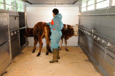 Veteriner, süt çiftliğindeki inek ahırında inekleri muayene ediyor.