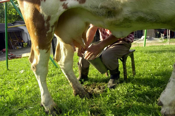 Boer Met Emmer Hand Melken Van Een Koe Een Melkveebedrijf — Stockfoto