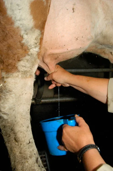 Fermier Avec Seau Main Traire Une Vache Dans Une Ferme — Photo