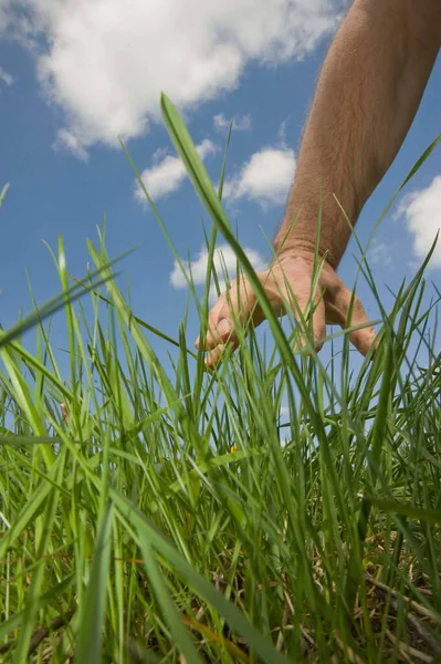 Grüne Wiesenlandschaft Sommer Einem Sonnigen Tag — Stockfoto